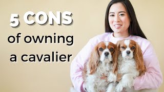 WHY YOU WOULDNT WANT A CAVALIER KING CHARLES SPANIEL [upl. by Olli]