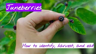 Juneberries How to Identify Harvest and Eat [upl. by Jacquelynn]