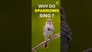 Sparrows Sing to Attract Mates amp Mark Territory  Wild In A Minute  Bird Songs  Natures Music [upl. by Assena]