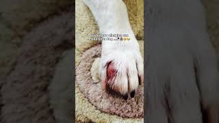 I lost my dog bcz of paw allergies😭 Spreading awareness to use paw protectors 🥹 [upl. by Truda]