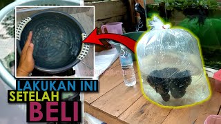 Setelah Membeli Ikan Mas Koki Jangan BuruBuru Masuk Aquarium Lakukan Ini Dulu Supaya Tetap Sehat 😉 [upl. by Nillok]