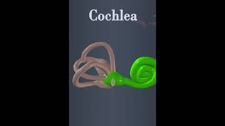 Cochlea structure education [upl. by Stilu]