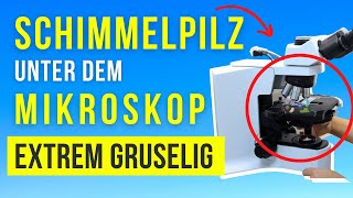 3 krasse Schimmelpilzarten die dir so noch keiner gezeigt hat [upl. by Emearg]