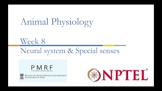 Neural systems amp Special senses PMRFNPTEL Session on Animal Physiologynoc24bt56 Week 8 [upl. by Alathia]