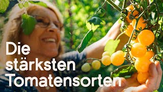 Wetterfeste Tomaten TopSorten für den Freilandgarten  robust und ertragreich 🍅🌱😍 [upl. by Munt]