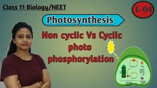 Ch13 Photosynthesis L04  Non cyclic Vs cyclic photophosphorylation  Class 11 BiologyNEETAIIMS [upl. by Ecinehs]