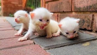 cute Kittens waiting for mother cat [upl. by Frederiksen470]