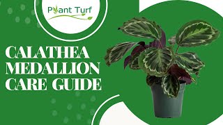 Calathea Medallion Care and Propagation Guide [upl. by Yekram177]