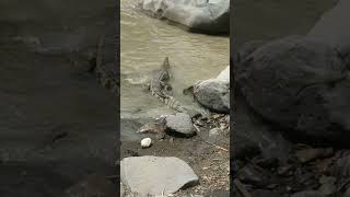 Nile Crocodile Awash River Ethiopia Africa [upl. by Arihppas]