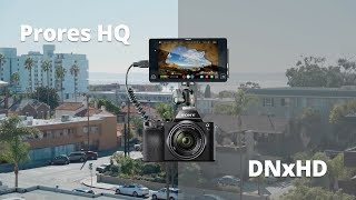 Prores vs DNxHD  Atomos Shogun [upl. by Azzil]