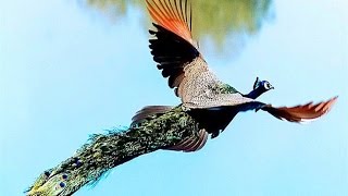 Peacock Flying High  Watch the Amazing Peacock Flight [upl. by Ecnahoy]