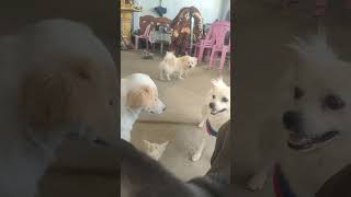 My lovely dogs hear my whistle doglover petfoodie mypet cute petfood mypetdog pets animals [upl. by Snevets]