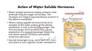 Mechanism of hormone action apbiology ibbiology endocrinegland olympiad humanphysiology [upl. by Oiralih979]