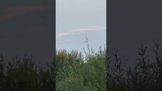 Great Cormorant Flying Above Pylon At Dusk birds avian nature [upl. by Htebilil]