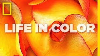 Life in Color  National Geographic [upl. by Kcirddahc]