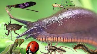 catching and observing insects in the forest near the village [upl. by Annovaj]