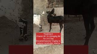 Polio encephalomalacia in goatthiamine deficiency goat animals veterinary veterinarymedicine [upl. by Yelsehc]