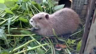 Разведение нутрий Breeding Nutria Nutria délevage Criação Nutria Εκτροφή Nutria Hodowla nutrii 食用營養 [upl. by Woermer]