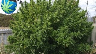 How Much Cannabis Marijuana Can One Plant Yield [upl. by Ybot]