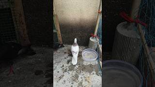 Kon bole khorth shortsfeed pigeon shortvideo viralvideo birds trending kabootar 50k [upl. by Scutt]