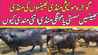 Today Buffalo Fresh Rates update  Gojra Maweshi Mandi  Buffalo Mandi 2024 [upl. by Ware]