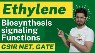 Ethylene biosynthesis and ethylene signaling and ethylene function  Plant hormones [upl. by Vookles]