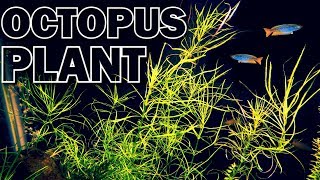 Pogostemon Stellatus Octopus Aquarium Plant [upl. by Aubry460]