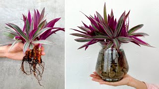 How to have a unique and beautiful tabletop aquatic plant from Rhoeo Discolor [upl. by Gorman]