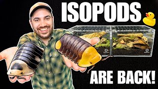 MEET MY DUCKY ISOPODS How to Setup up a Cubaris Isopod Terrarium [upl. by Telimay685]