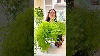 Hope this maidenhair fern makes it plants houseplants plantcare [upl. by Muffin]