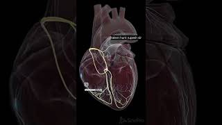 Heart anatomynewreels science biology heart 💕💕💕💕💕 [upl. by Ardnohsal959]