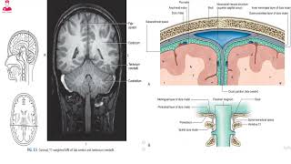 1 الأغشية السحائيه  meninges [upl. by Aleetha]