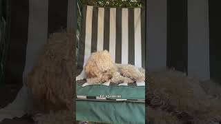 BUON FERRAGOSTO canedivertente cane dog funny ferragosto [upl. by Chil]