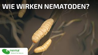 Wie wirken Nematoden  enema GmbH [upl. by Tneciv]