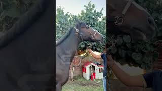 Carriles ligeros carrereros gto caballoscorriendo paraty horse caballos [upl. by Lanny57]