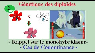 2 Génétique des diploïdes  Rappel sur le monohybridisme cas de codominance [upl. by Nickolai]