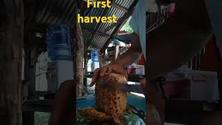 Pinya first harvest bfarm [upl. by Htrag550]