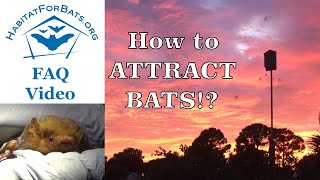 FAQ How can I attract bats Can I attract bats [upl. by Beshore]