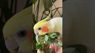 Yummy 😋 cockatielscraze [upl. by Demodena233]