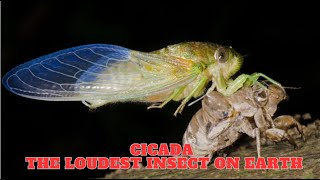 Cicada  The Loudest Insect On Earth [upl. by Zingale]