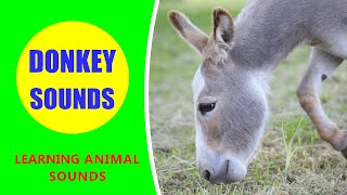 Donkey Sounds  Learn Animal Sounds [upl. by Sheeb914]