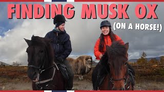 Safari Norwegian style Looking for Musk ox from horseback  Visit Norway [upl. by Wilkey]