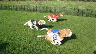 Beagle Racing Highlights 2008 [upl. by Elrem285]