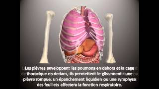 Kinésithérapie Respiratoire 1  Notions dAnatomie [upl. by Seiden]