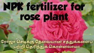 Rose Plant growing tips in tamilNutrients that roses needNPK Nutrients fertlizer [upl. by Ttergram]