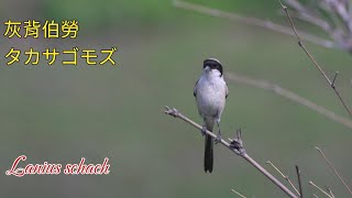 20090716 灰背伯勞タカサゴモズ Lanius schach [upl. by Carothers]