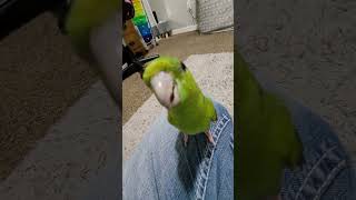 Otis the lineolated parakeet birds linnies lineolatedparakeet parrots [upl. by Ahsilram917]