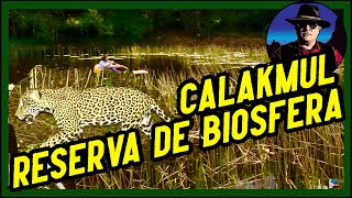 Reserva de la biosfera Calakmul [upl. by Toddy]