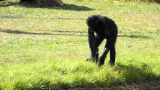 Bonobo La vallée des singes [upl. by Adeys]