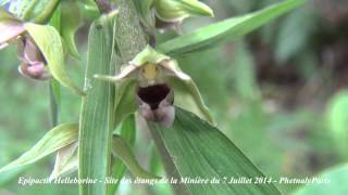 Epipactis Helleborine du 7 Juillet 2014 Orchidées Sauvages [upl. by Hedberg66]